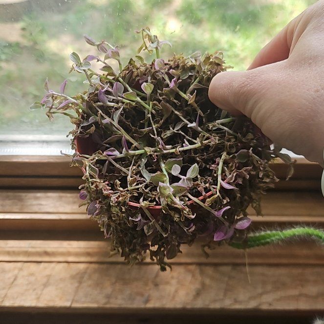 Photo of the plant species Callisia Pink Panther by @SpiffyCooperi named Pink panther on Greg, the plant care app