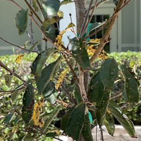 Photo of the plant species Yoshino Cherry by @UltraRedclaws named Spike Leaves on Greg, the plant care app