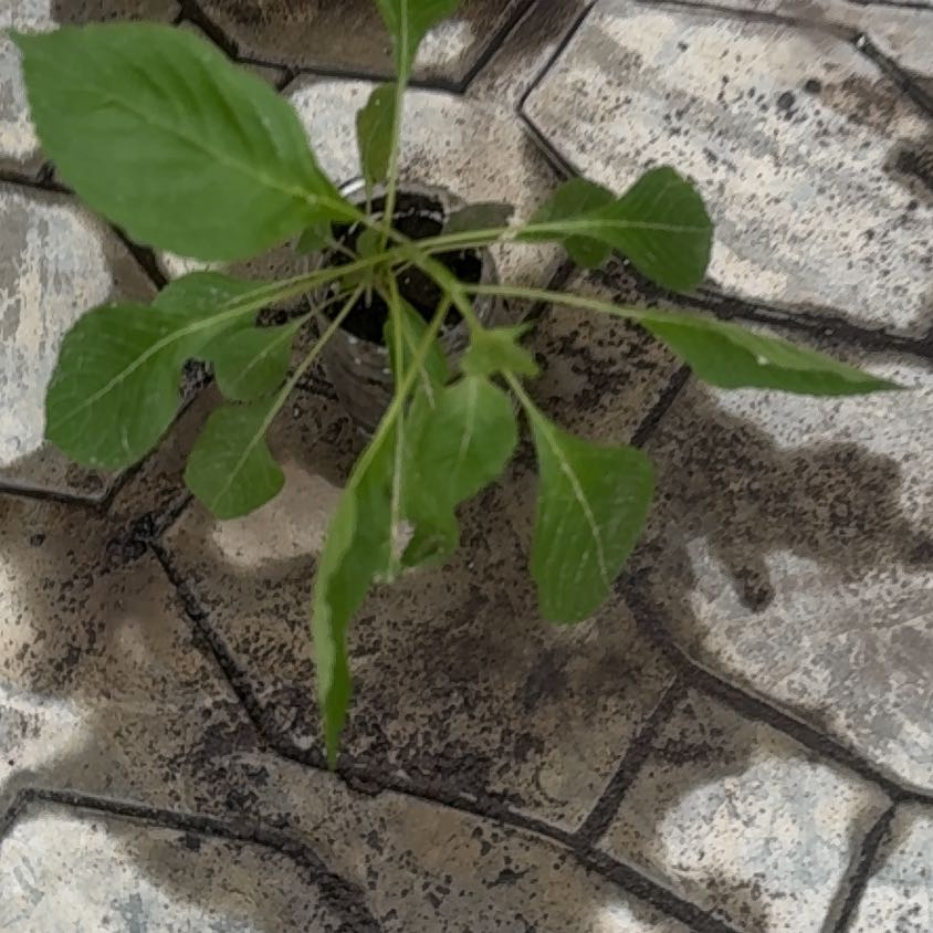 Photo of the plant species African Basil by @DurableAtom named Harmony on Greg, the plant care app