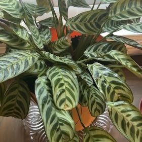 Photo of the plant species calathea by @GenialInchworm named Elina on Greg, the plant care app