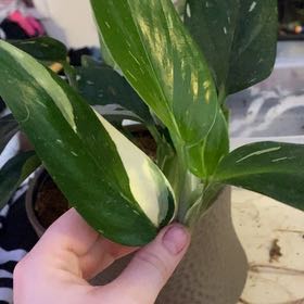 Photo of the plant species Monstera by @SpiffyZzplant named Foxxy on Greg, the plant care app