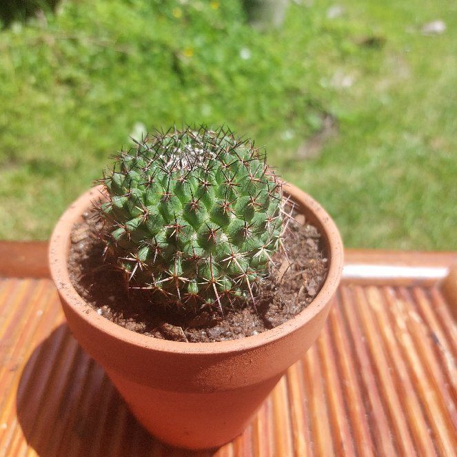 Photo of the plant species Assorted Mammillaria by @ModelPygmypoppy named Ouch! on Greg, the plant care app