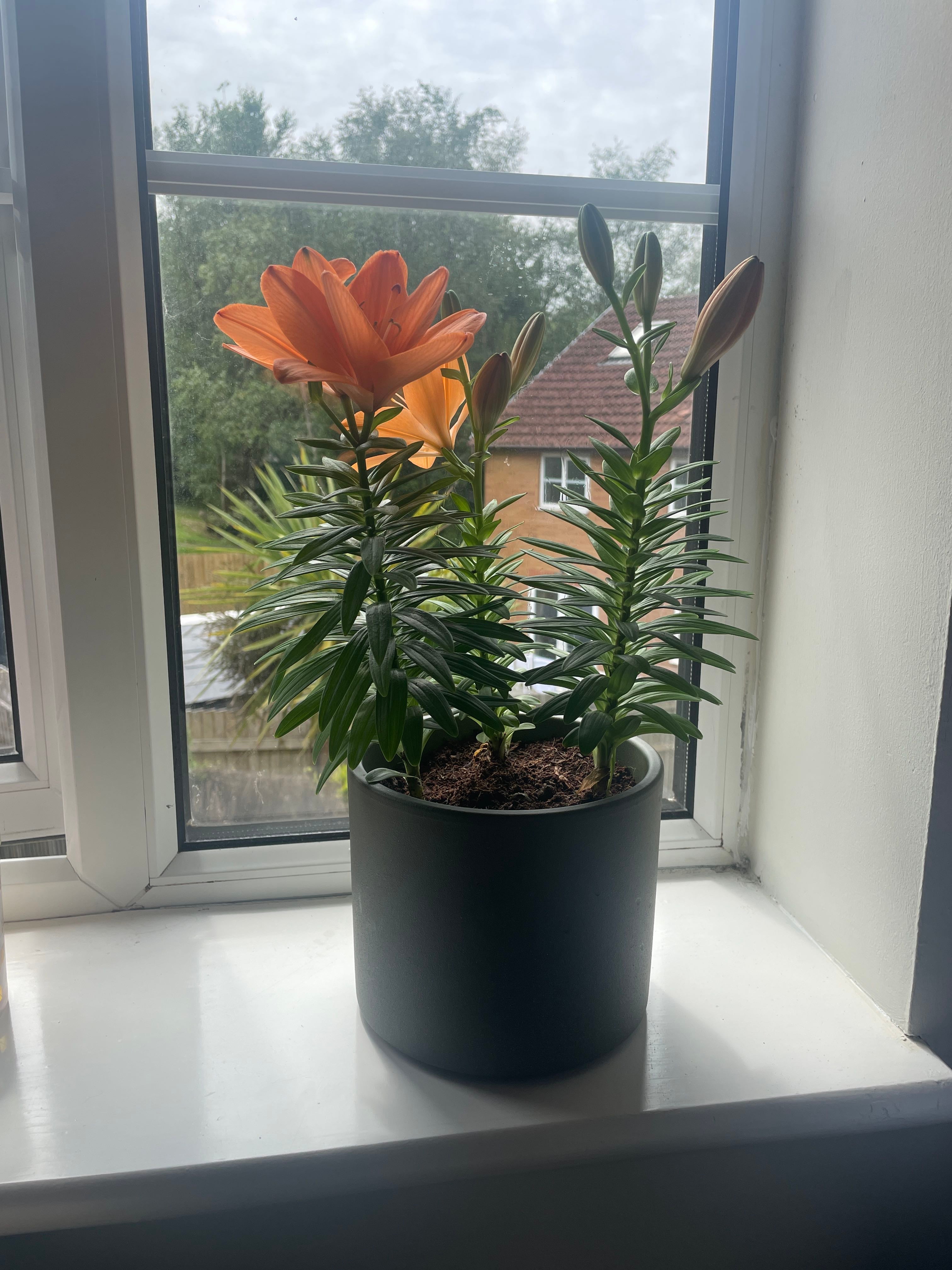 🌸 How to Fix Brown Spots on Your Forever Susan Asiatic Lily