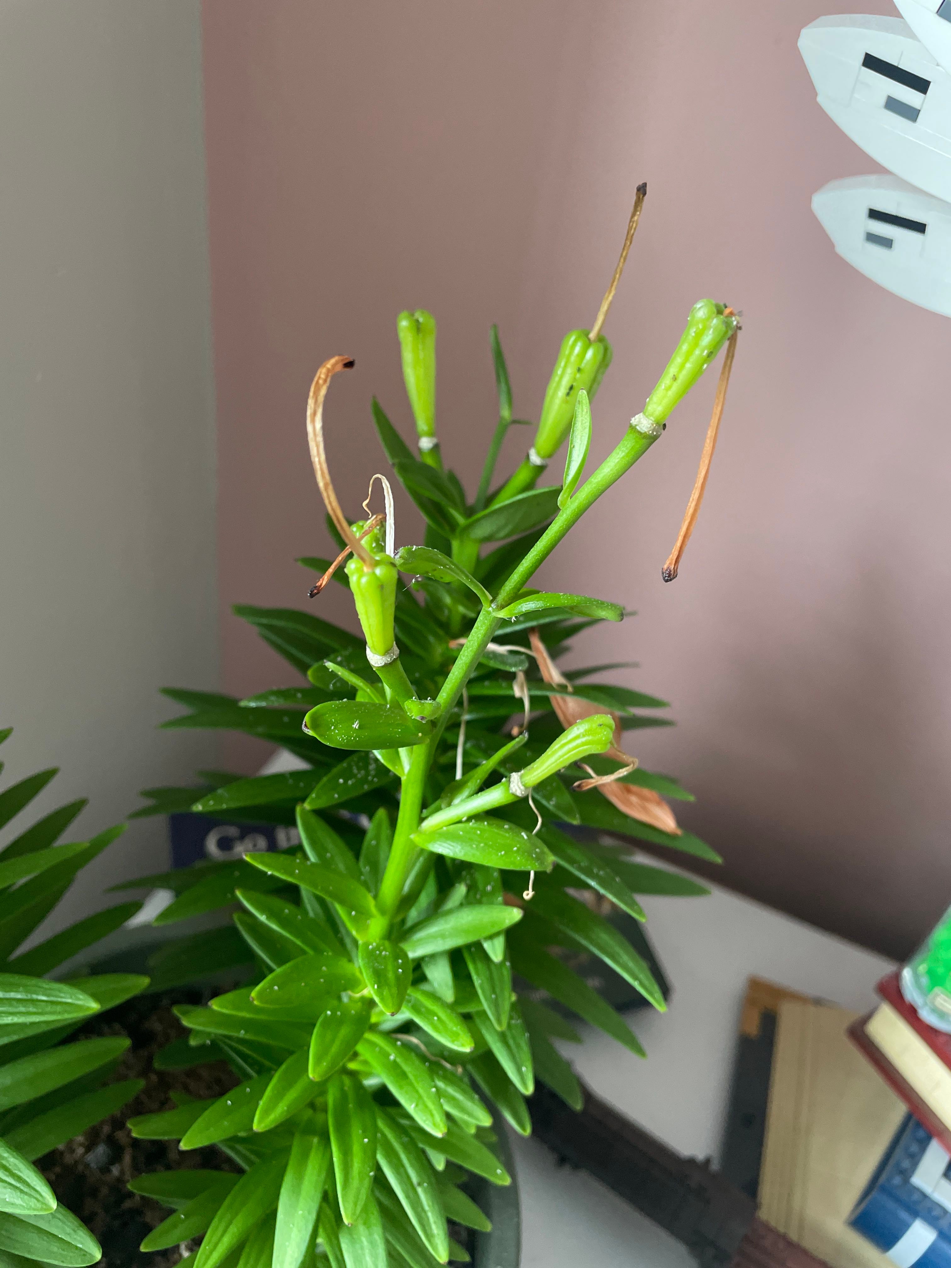 🌸 How to Fix Brown Spots on Your Forever Susan Asiatic Lily