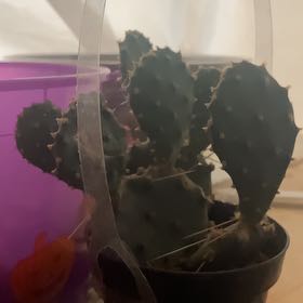 Photo of the plant species Assorted Opuntia by @AwaitedSagopalm named Stella on Greg, the plant care app