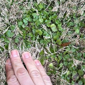 Photo of the plant species Dichondra Repens by @PrizeEagleclaw named Demi on Greg, the plant care app