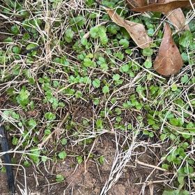 Photo of the plant species Dichondra Repens by @PrizeEagleclaw named Khaleesi on Greg, the plant care app