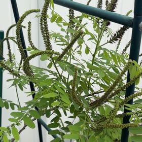Photo of the plant species False Indigo by @PrizeEagleclaw named Orwell on Greg, the plant care app