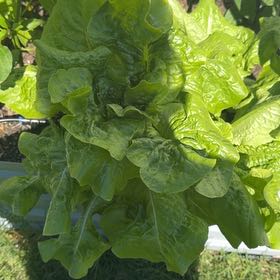 Photo of the plant species Leaf Lettuce by @PrizeEagleclaw named Forrest on Greg, the plant care app