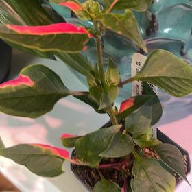 Photo of the plant species Pink Josephs Coat by @KakesTailored named 5.5 wanda on Greg, the plant care app