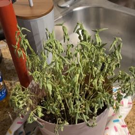 Photo of the plant species Lemon Basil by @CozyRhoeogolden named Bruce Lee on Greg, the plant care app