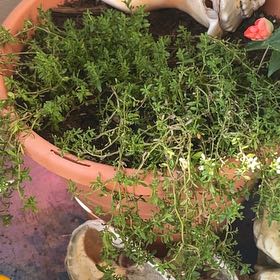 Photo of the plant species Smooth Rupturewort by @PluckyGabisan named Biggie small leaf on Greg, the plant care app