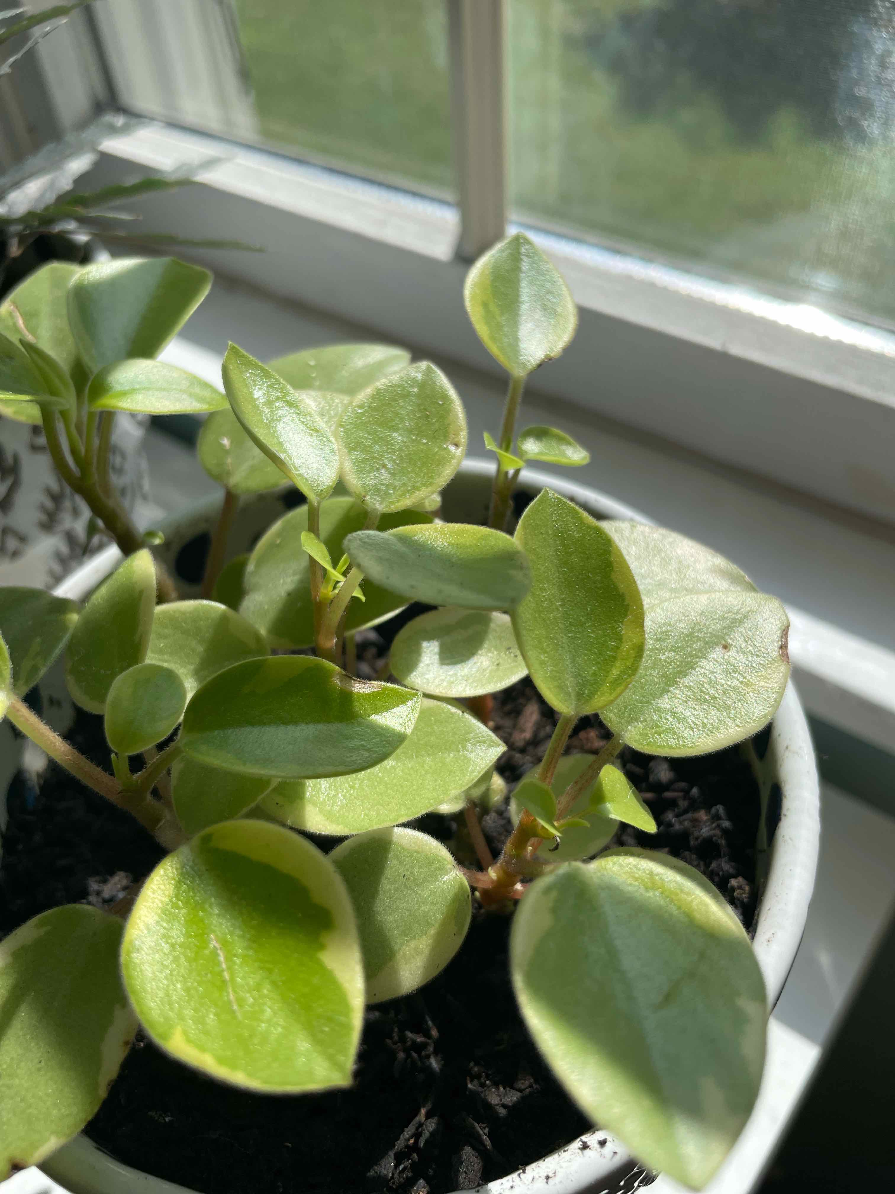 Variegated Teardrop Peperomia plant near a window with healthy green leaves.