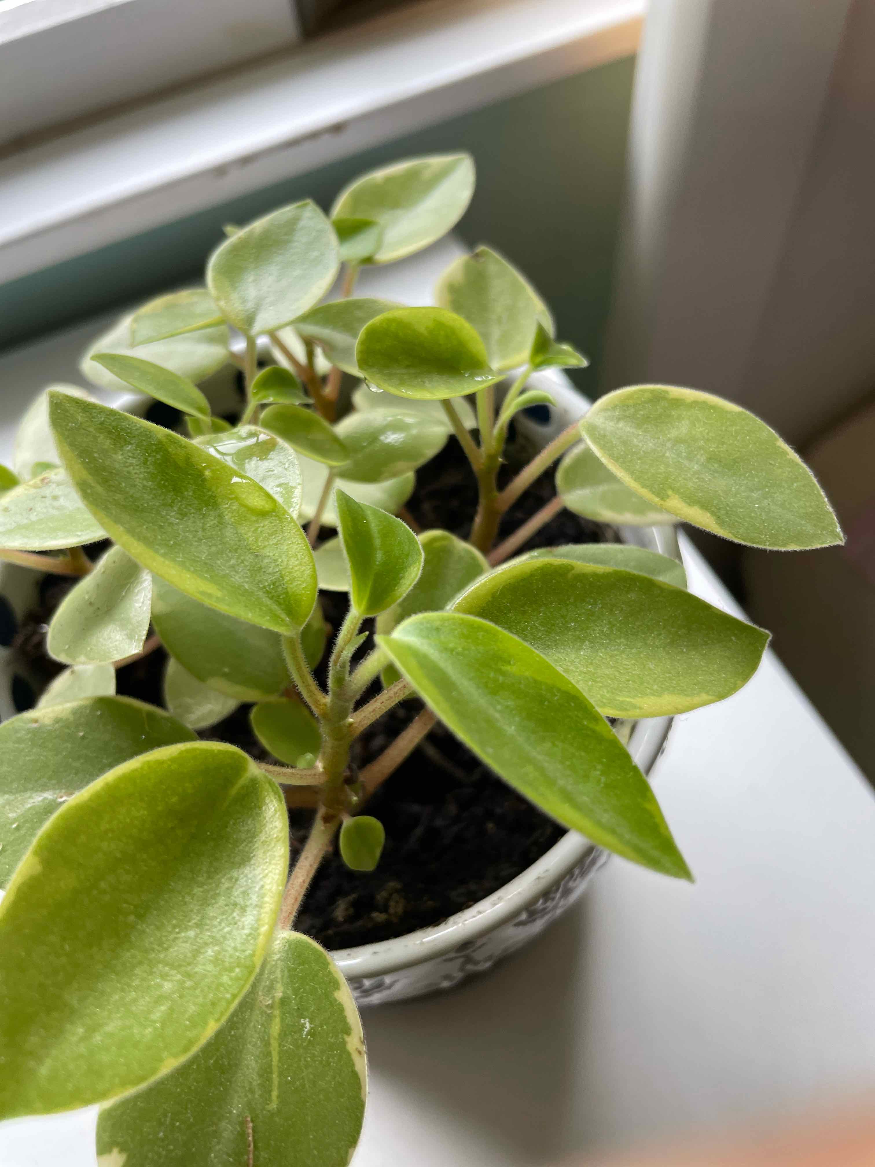Variegated Teardrop Peperomia plant in a pot with healthy green leaves.