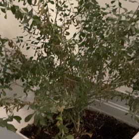 Photo of the plant species Texas Sage by @AnewBogrosemary named Rihanna on Greg, the plant care app