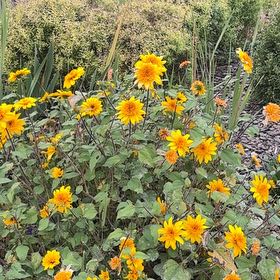 Photo of the plant species Mexican Sunflower by @HandsomeBokchoi named Sproutacus on Greg, the plant care app