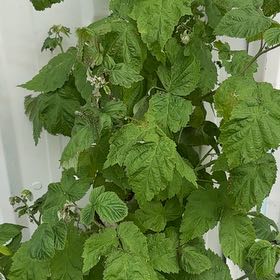 Photo of the plant species European Red Raspberry by @HandsomeBokchoi named Treeyoncé on Greg, the plant care app