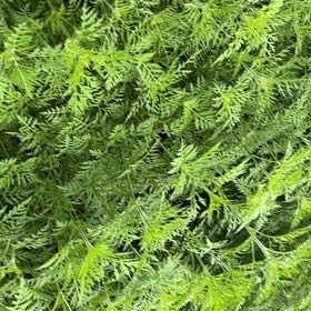 Photo of the plant species Delicate Thuidium Moss by @HandsomeBokchoi named Spike Leaves on Greg, the plant care app