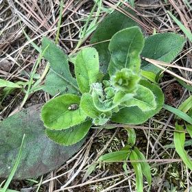 Photo of the plant species Mullein by @HandsomeBokchoi named Doja Cat on Greg, the plant care app