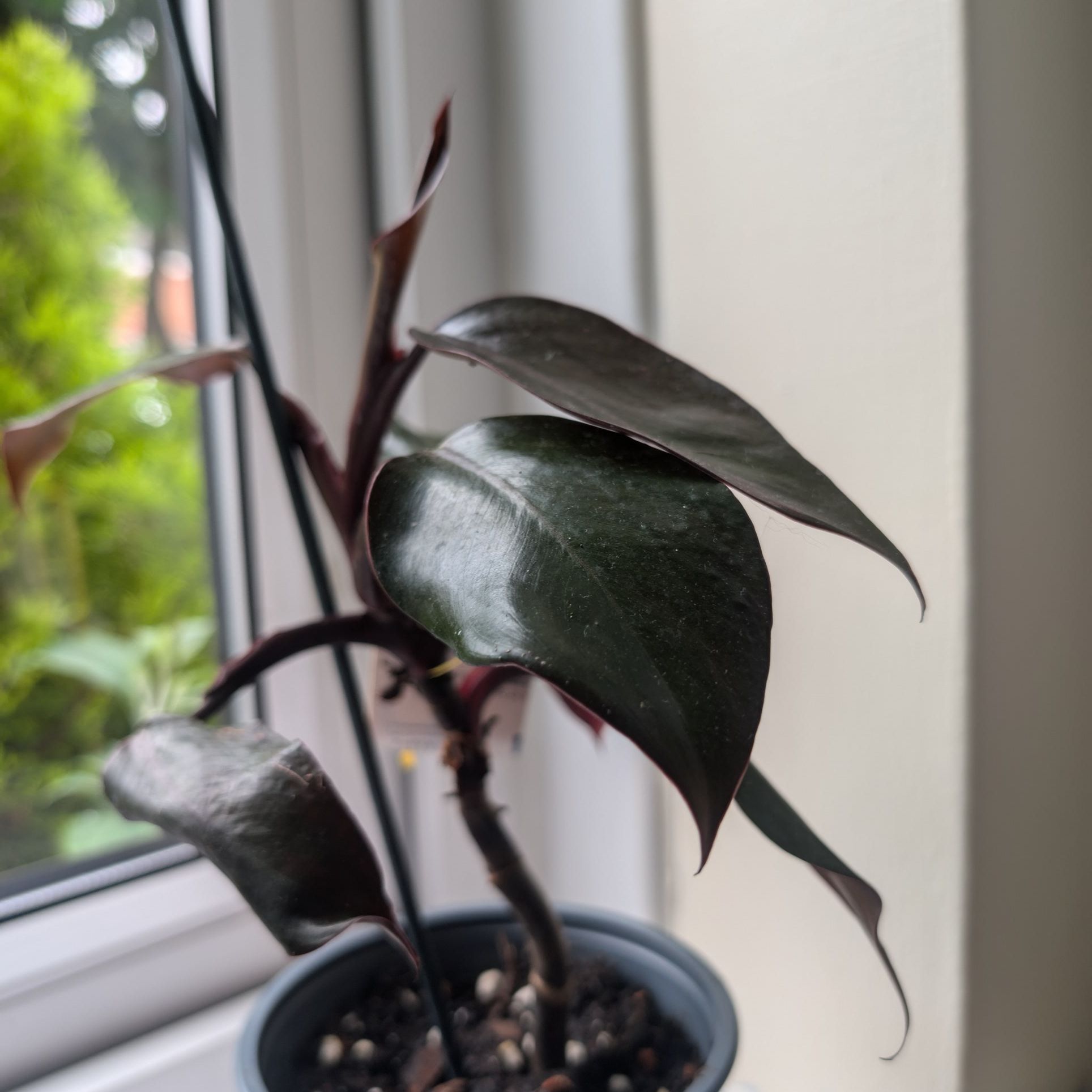 Photo of the plant species Philodendron Ruby by @SilkyCoralbeads named Michelle Branch on Greg, the plant care app