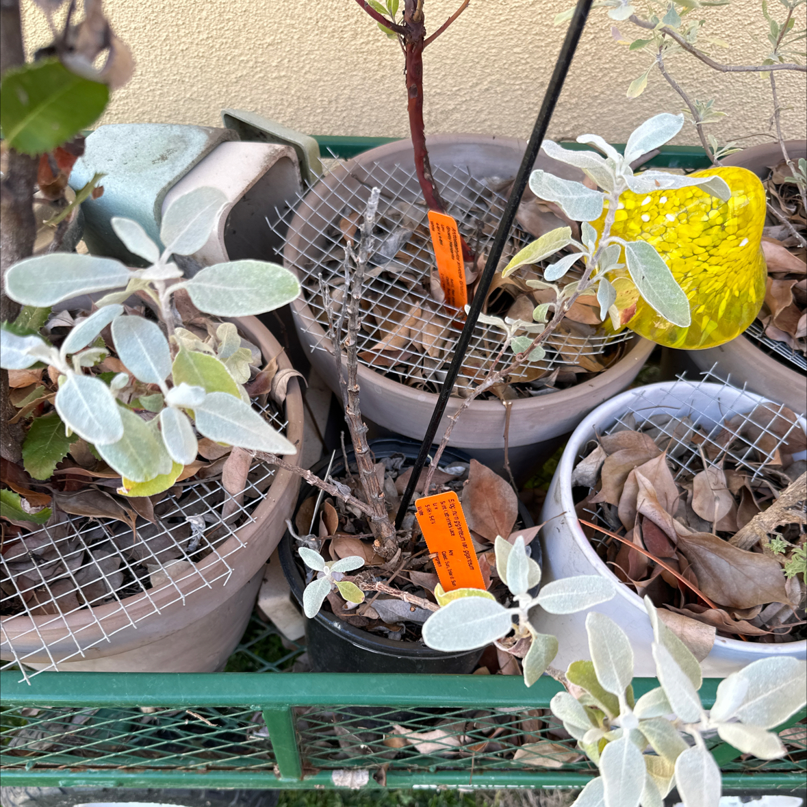 Photo of the plant species St. Catherine's Lace by @Weecho named Gigantum on Greg, the plant care app