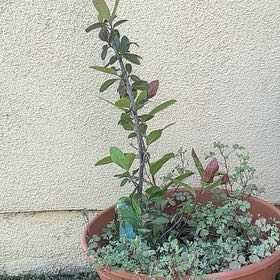 Photo of the plant species Toyon by @Weecho named Christmas Berry on Greg, the plant care app