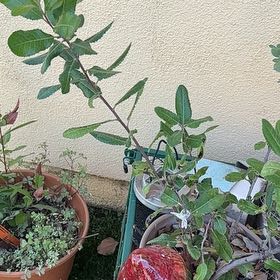 Photo of the plant species Toyon by @Weecho named Christmas Berry on Greg, the plant care app