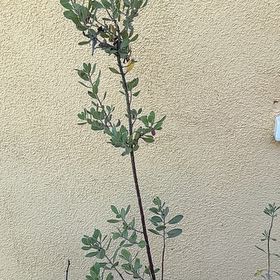 Photo of the plant species Bonny Doon by @Weecho named Ghostly Manzanita on Greg, the plant care app