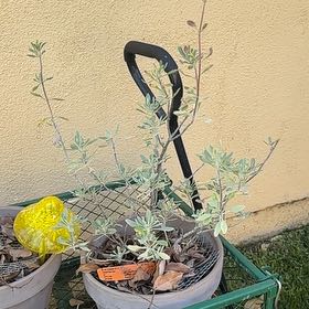 Photo of the plant species Celestial Blue Sage by @Weecho named Salvia Celestial Blue on Greg, the plant care app
