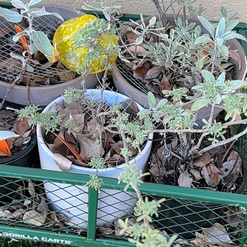 Photo of the plant species Bladderpod by @Weecho named Perltoma Arborea on Greg, the plant care app