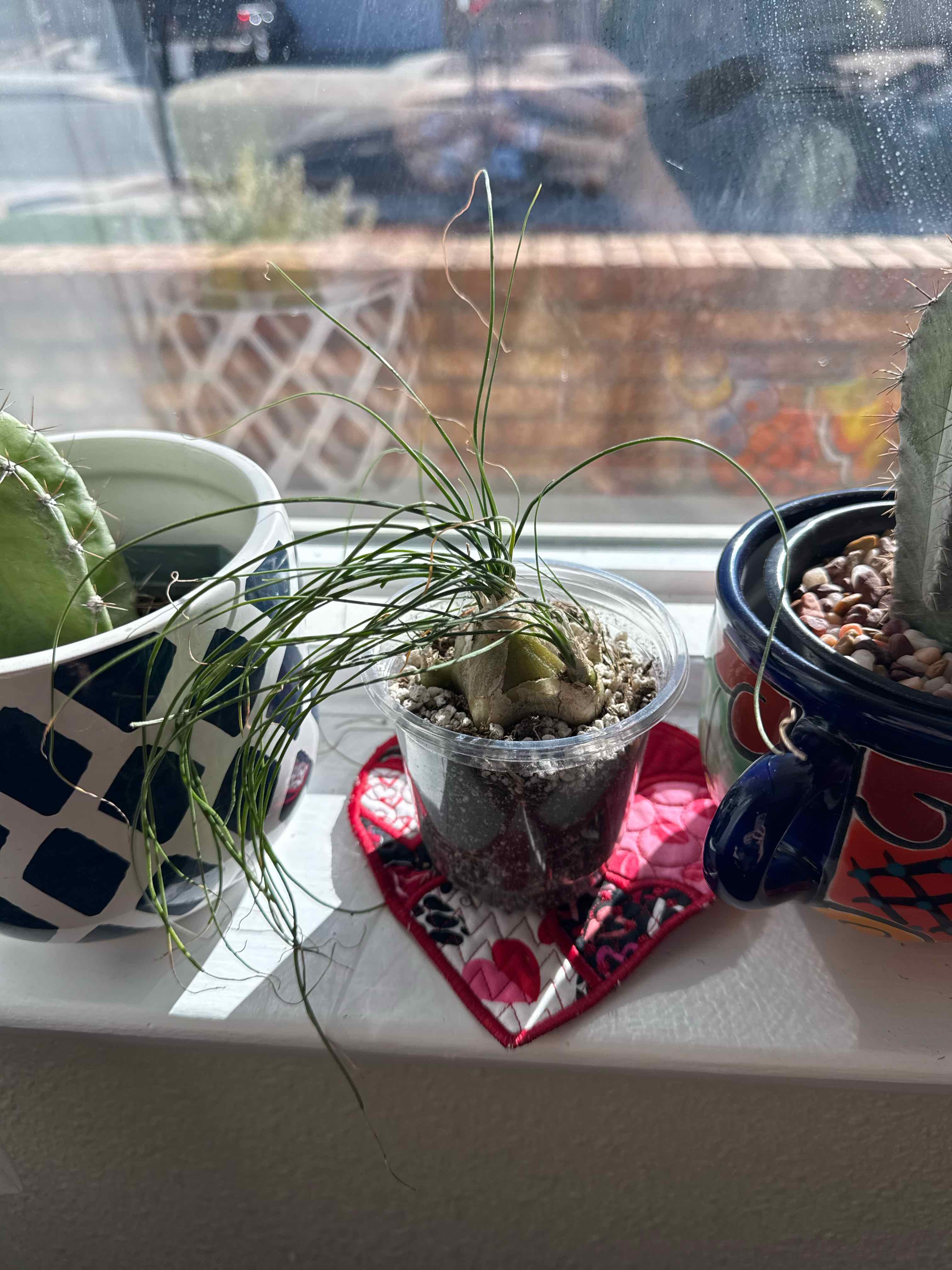Photo of the plant species Spiral Grass by @ChelleMiCorGenX named Diana on Greg, the plant care app