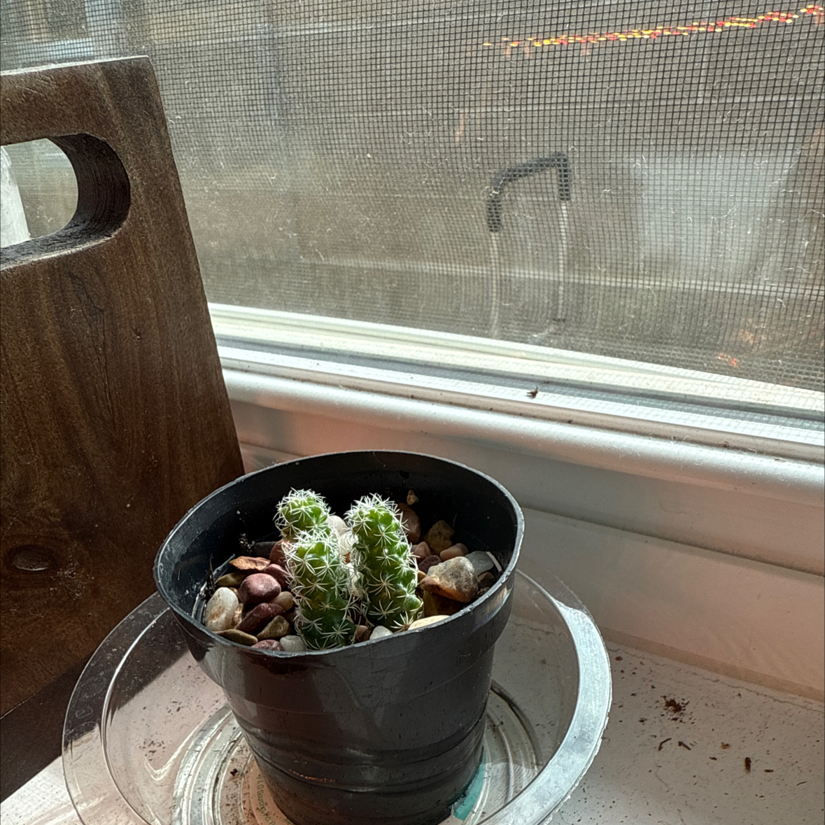 Photo of the plant species arizona snowcap by @ChelleMiCorGenX named IttyBittyBunch on Greg, the plant care app