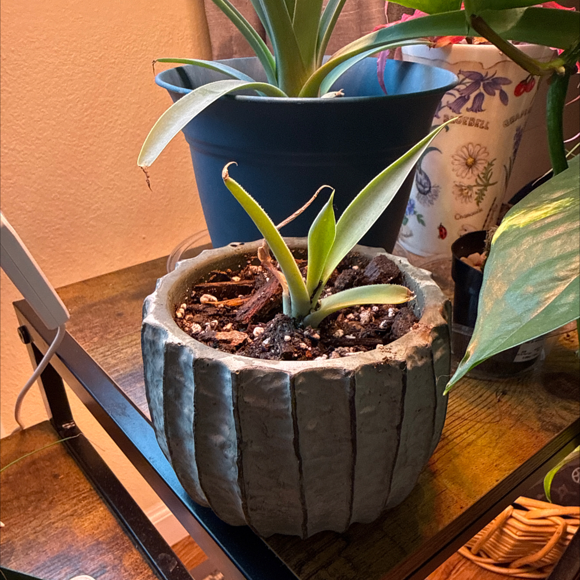 Photo of the plant species Mangave 'Lavender Lady' by @ChelleMiCorGenX named Lady3 on Greg, the plant care app