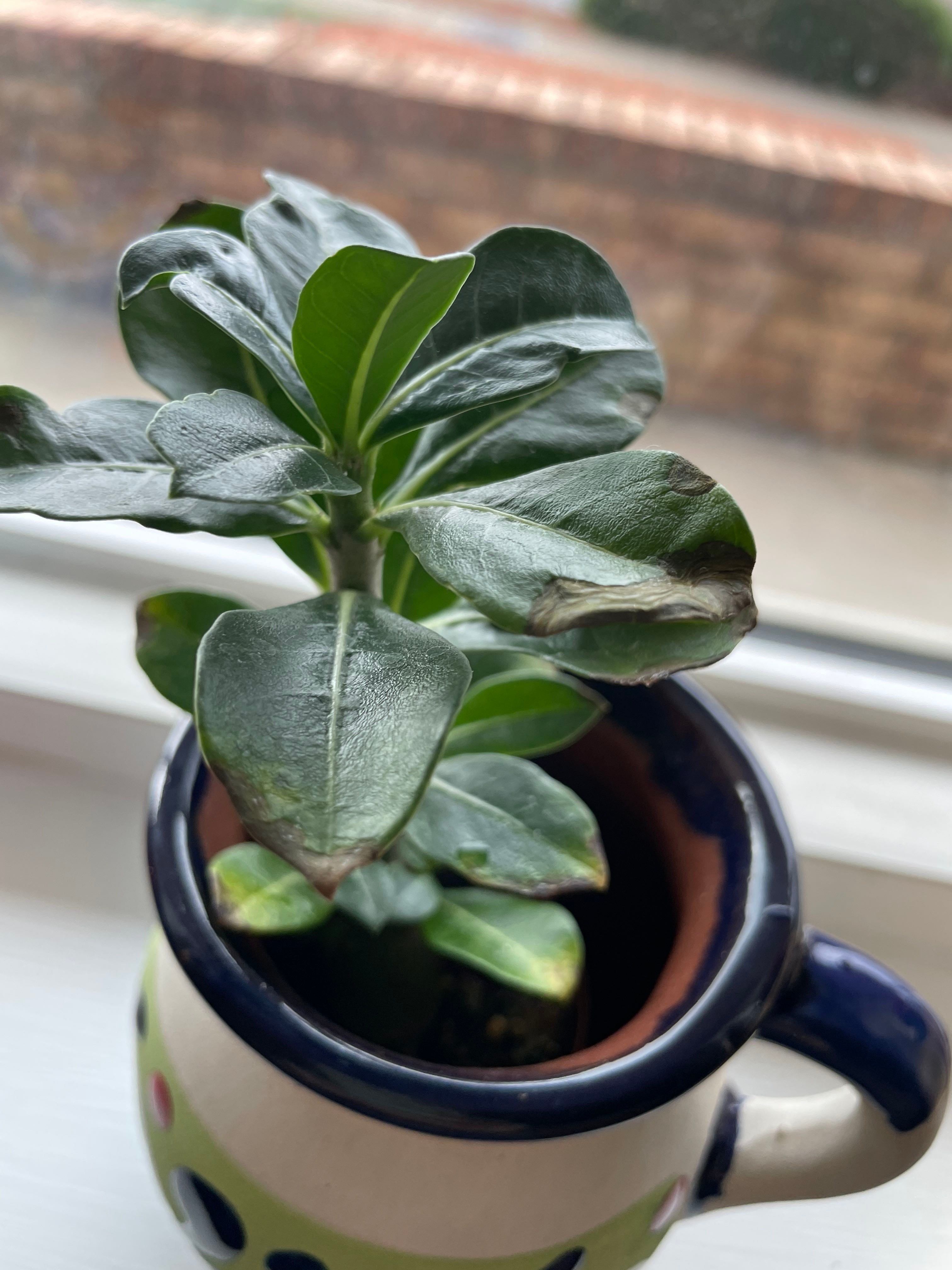 Desert Rose / Sabi Star Plant Care Water, Light, Nutrients Greg App 🌱