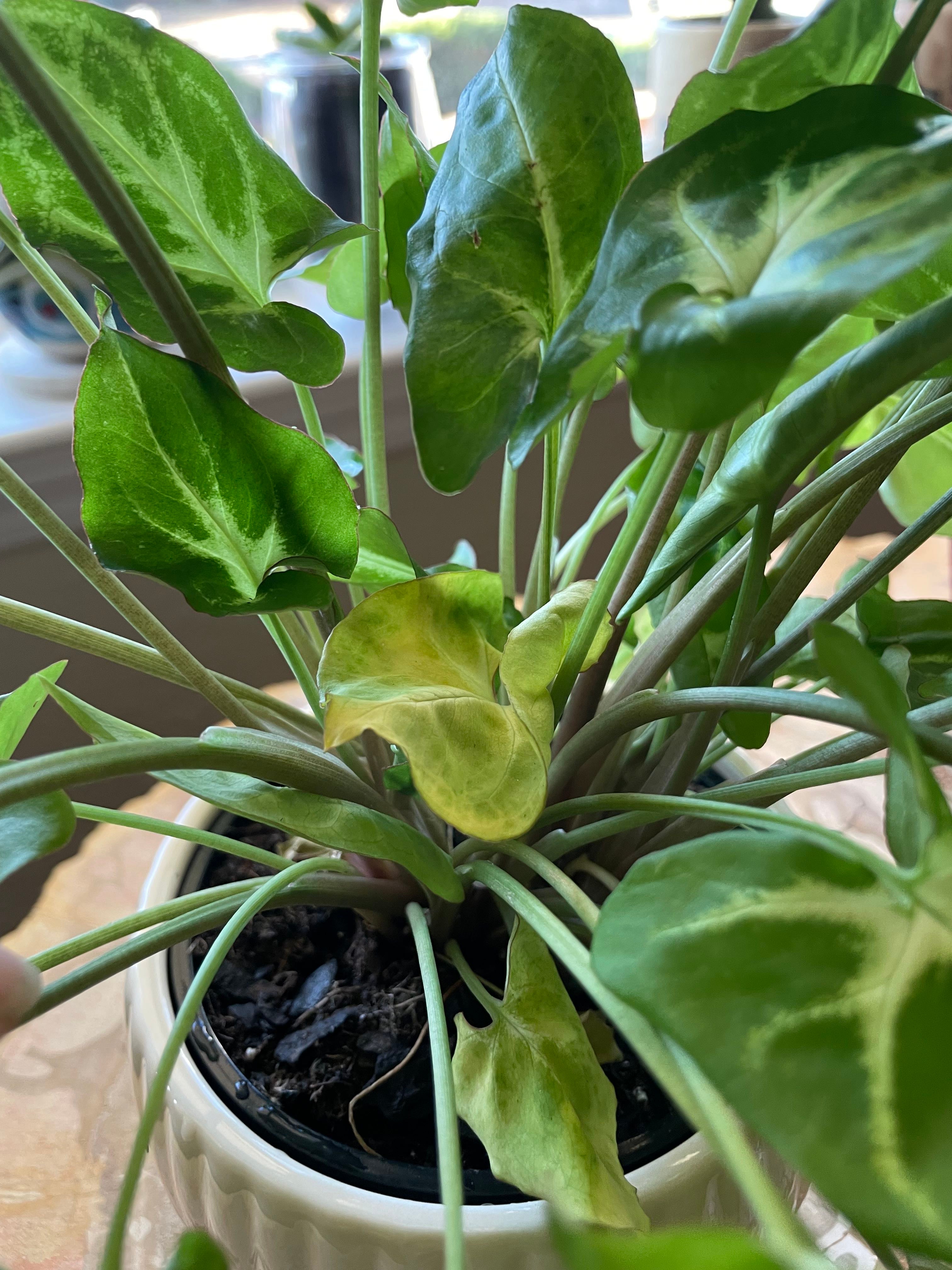 🍃 How to Fix Curling Leaves on Your American Evergreen