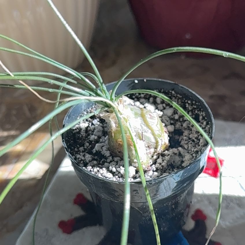 Photo of the plant species albuca by @ChelleMiCorGenX named Shakira on Greg, the plant care app