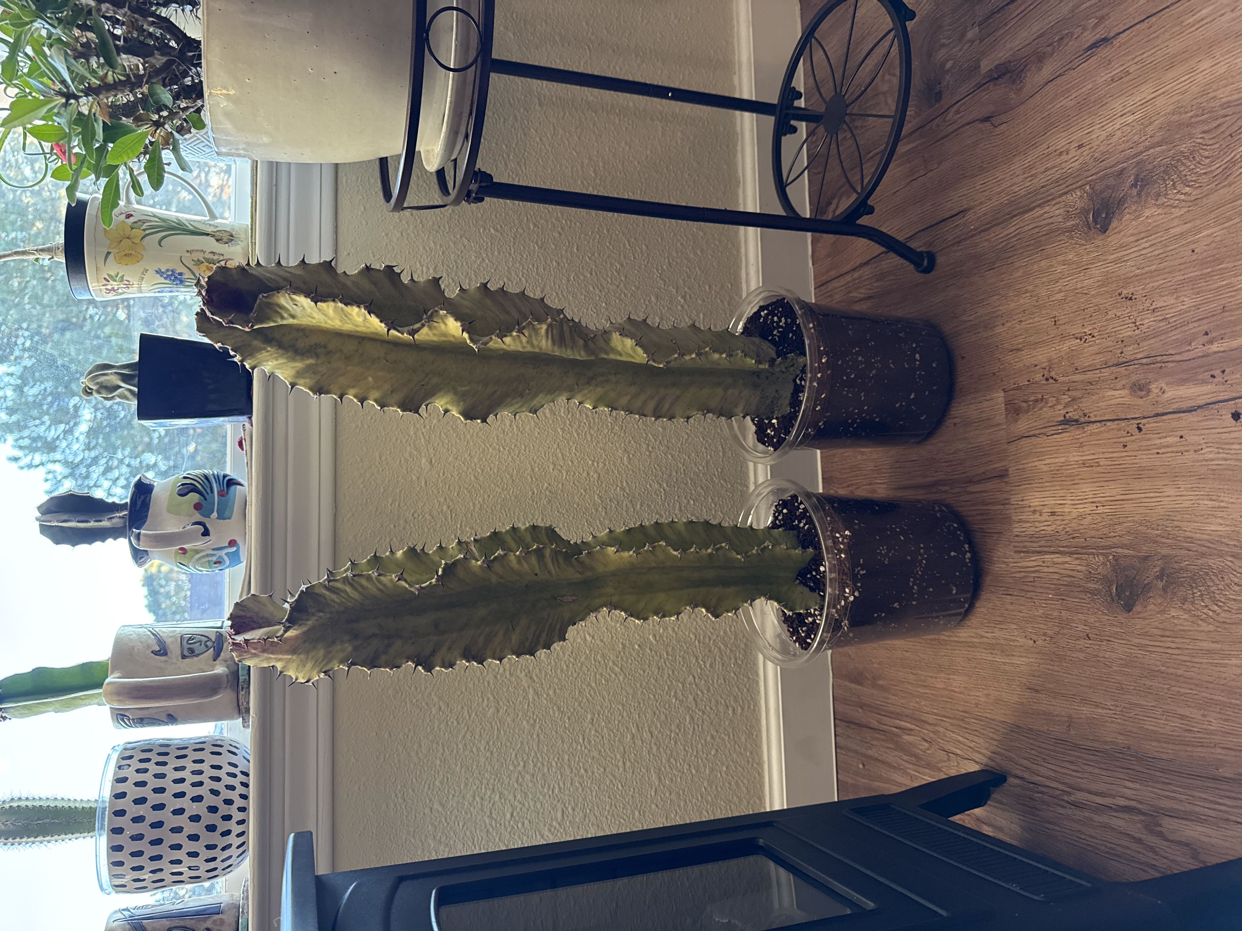 Photo from the post