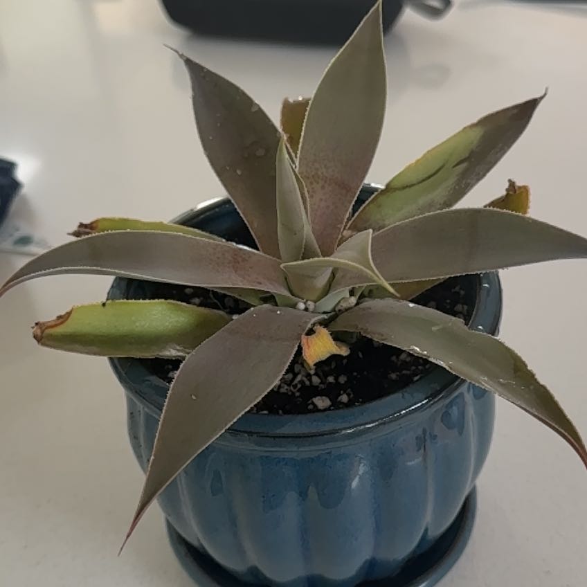 Photo of the plant species Mangave 'Lavender Lady' by @ChelleMiCorGenX named LilLadyLav on Greg, the plant care app