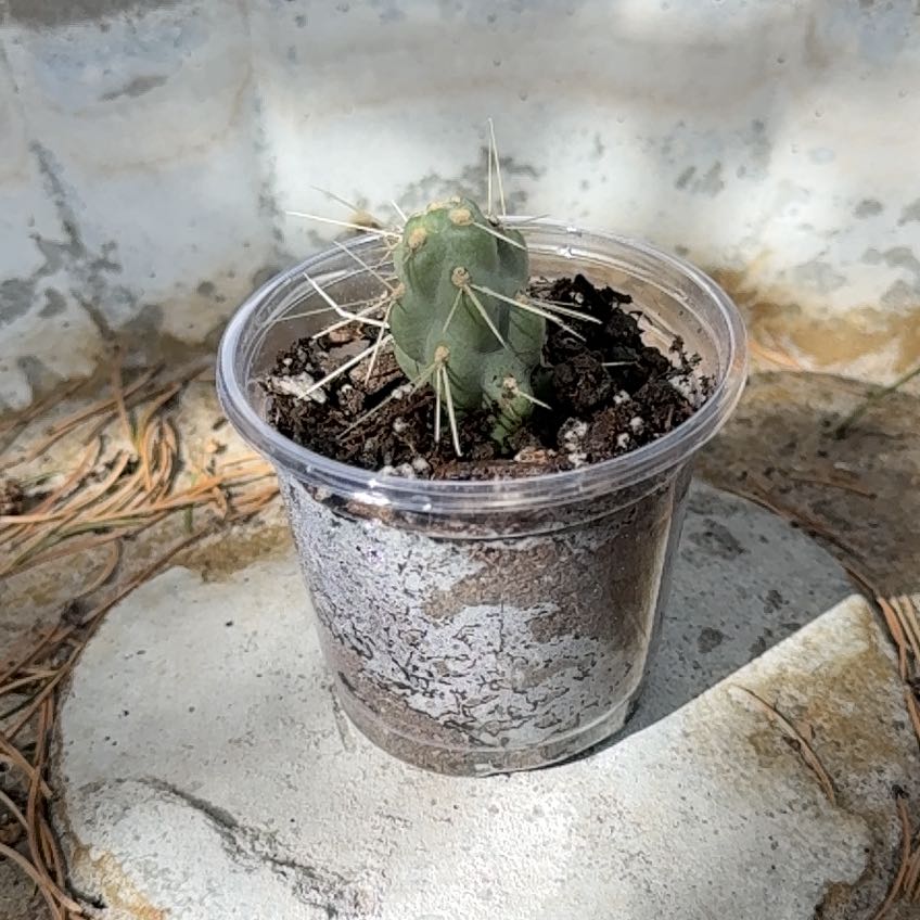 Photo of the plant species Sonoran Jumping Cholla by @ChelleMiCorGenX named Cholla on Greg, the plant care app