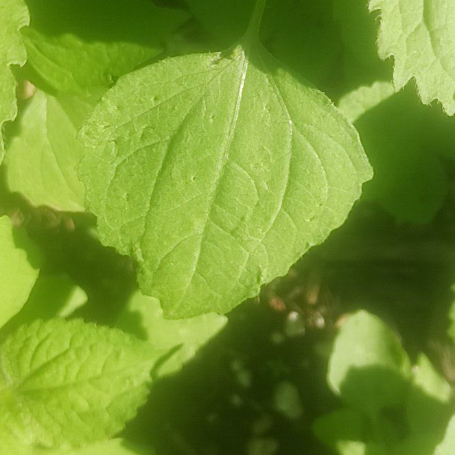 Photo of the plant species Fragrant Giant Hyssop by @CuteDragonwing named Zion on Greg, the plant care app