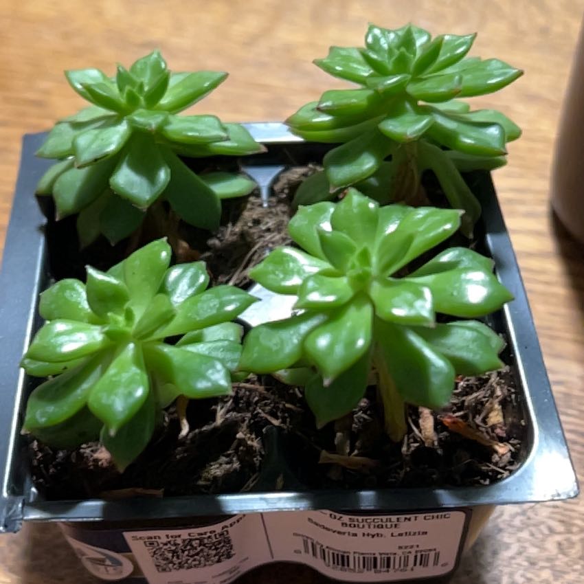 Photo of the plant species Letizia by @SacredAlpinefir named Austen on Greg, the plant care app