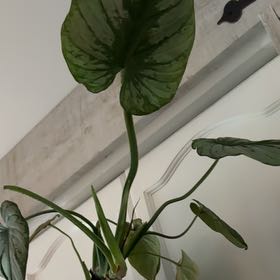 Photo of the plant species Philodendron Silver Dust by @ZappyTaromojito named Bodhi on Greg, the plant care app