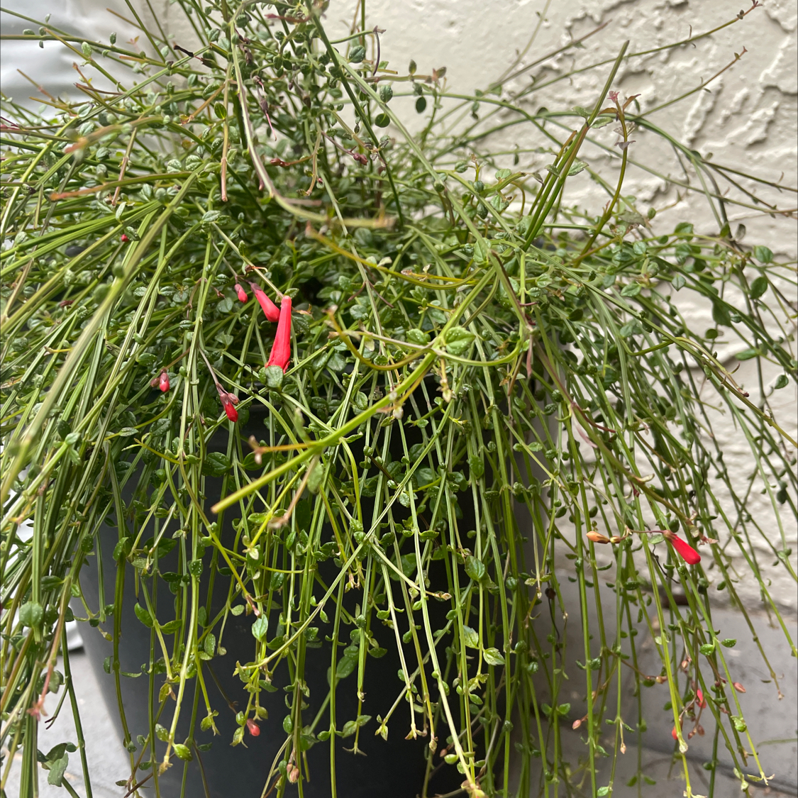 Photo of the plant species Firecracker Plant 'Red' by @LitheCaladium named Foxxy on Greg, the plant care app
