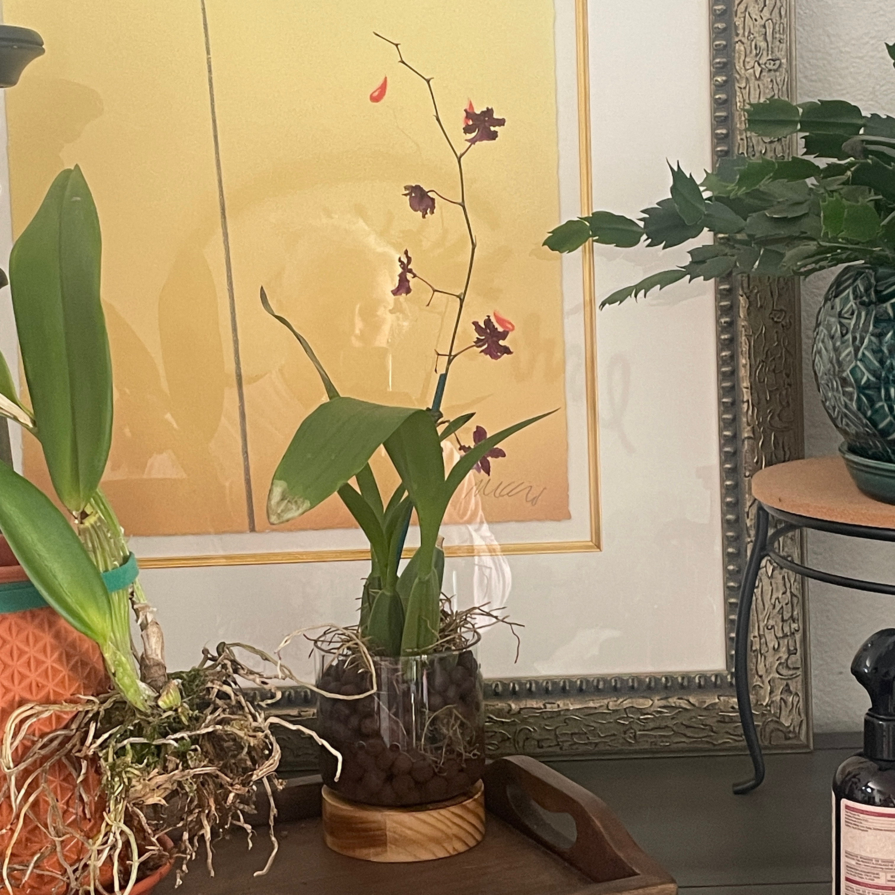 Photo of the plant species Sharry Baby Orchid by @LitheCaladium named Leilani on Greg, the plant care app