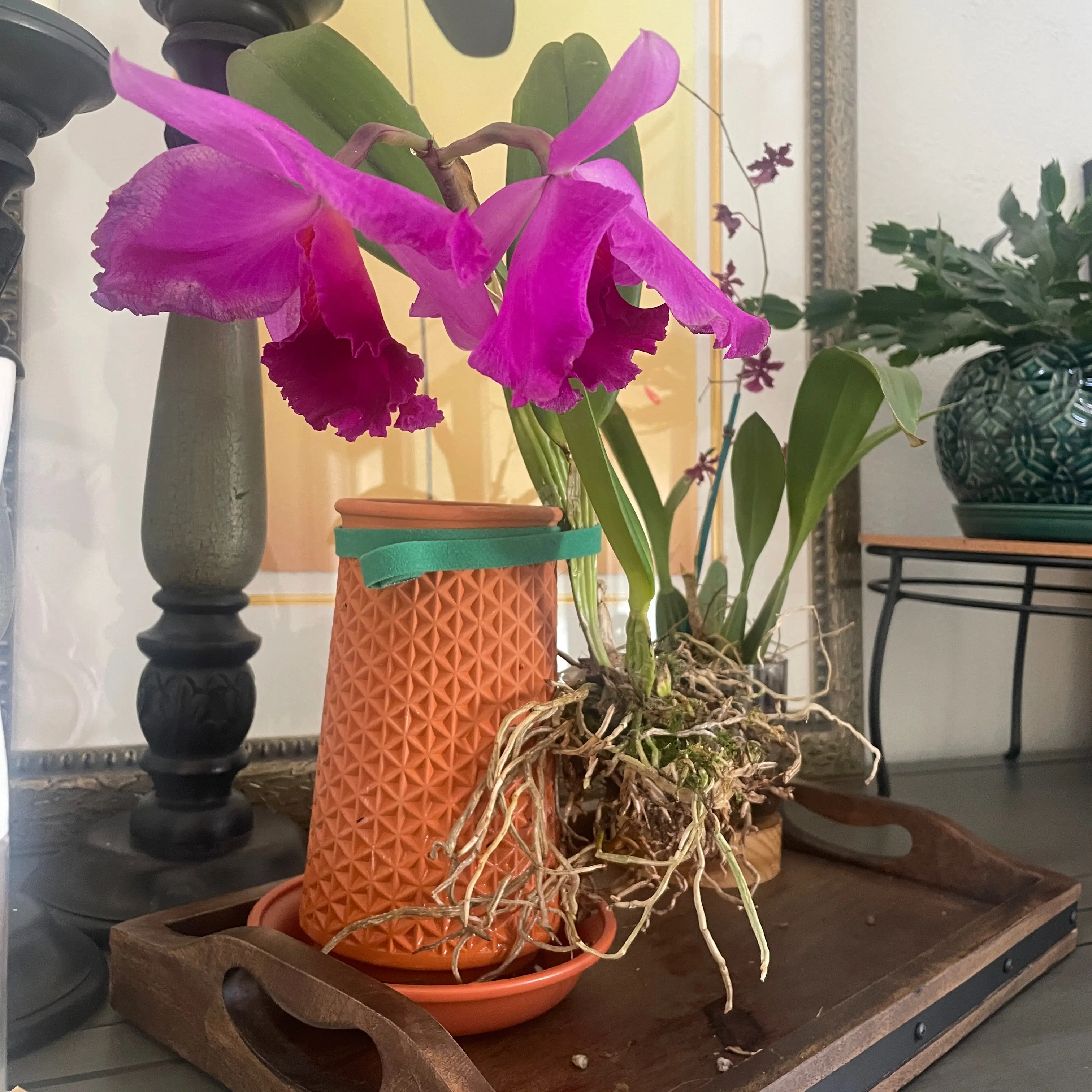 Photo of the plant species Purple Lady (BM/JOGA, HCC/AOS) by @LitheCaladium named Zoe on Greg, the plant care app