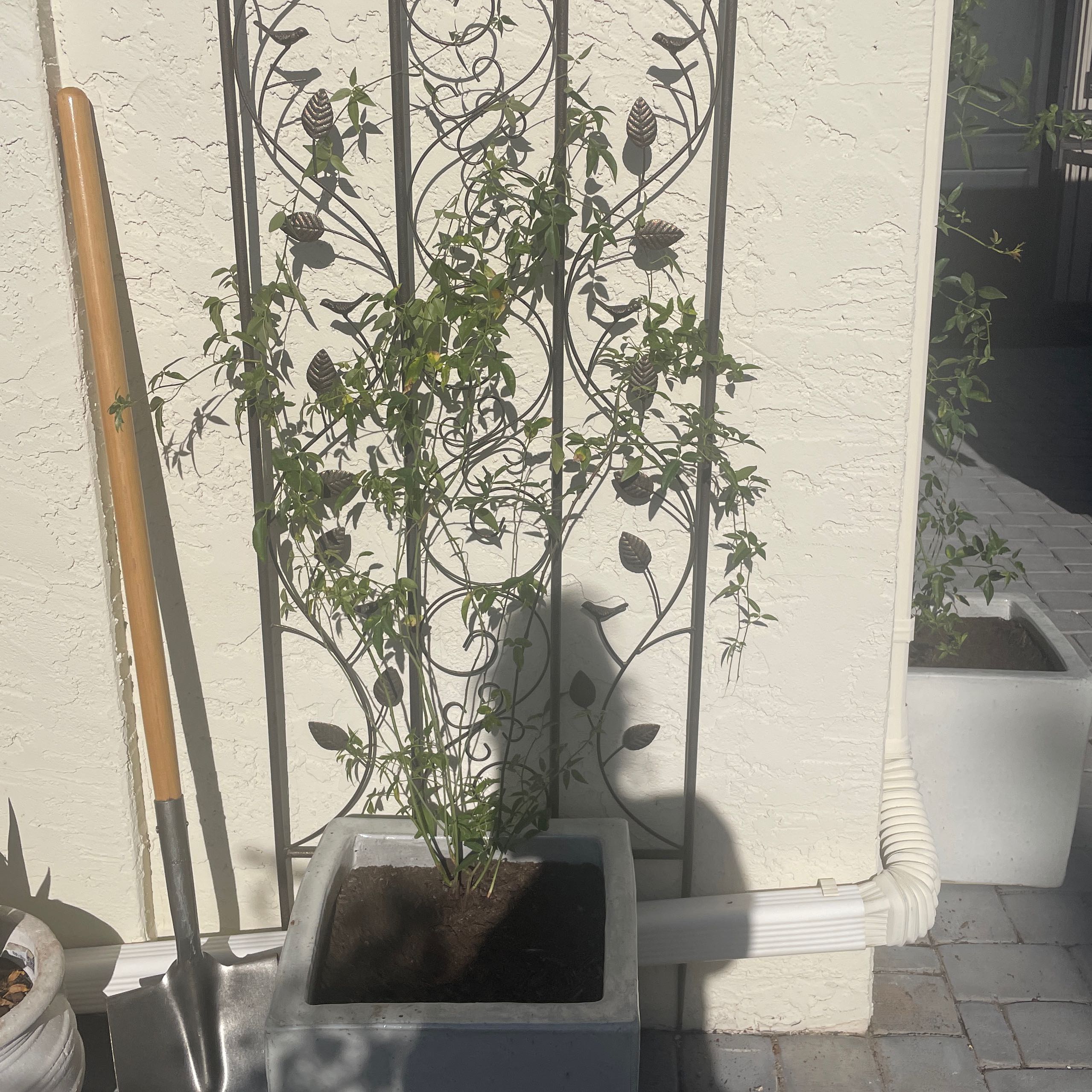 Photo of the plant species White Lady Banks' Rose by @LitheCaladium named Jody on Greg, the plant care app
