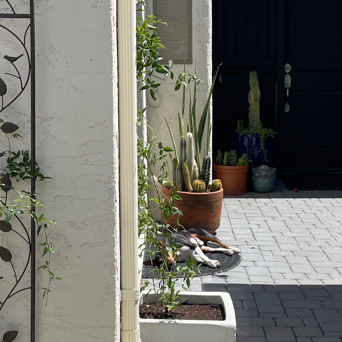 Photo of the plant species White Lady Banks' Rose by @LitheCaladium named Jacque Lynn on Greg, the plant care app