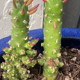 Photo of the plant species Gumby by @LitheCaladium named Koopa Troopa on Greg, the plant care app