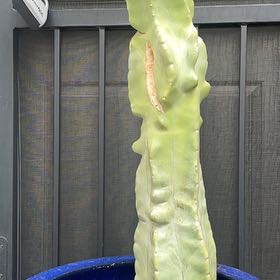 Photo of the plant species Totem Pole Cactus by @LitheCaladium named Nemecheck Ischuk on Greg, the plant care app