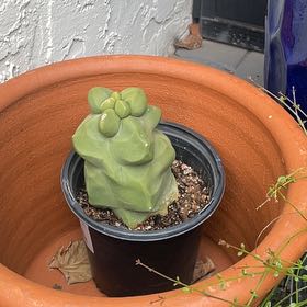 Photo of the plant species Spiral Totem Pole Cactus by @LitheCaladium named Jason on Greg, the plant care app